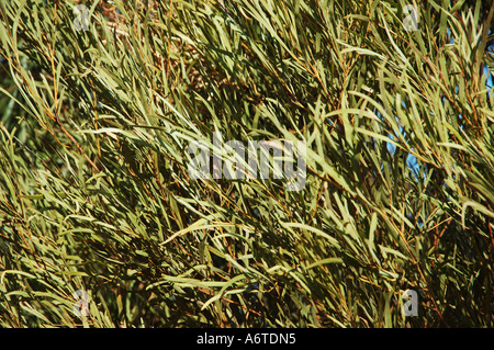 Area a secco di bargiglio Queensland centrale Australia Foto Stock