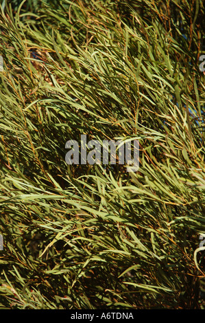 Area a secco di bargiglio Queensland centrale Australia Foto Stock