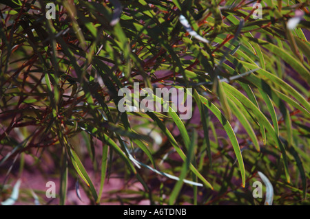 Area a secco di bargiglio Queensland centrale Australia Foto Stock