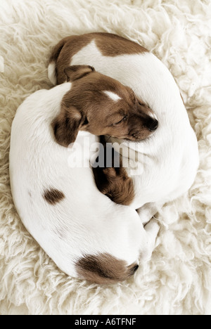 Due Jack Russell cuccioli sleeping Foto Stock