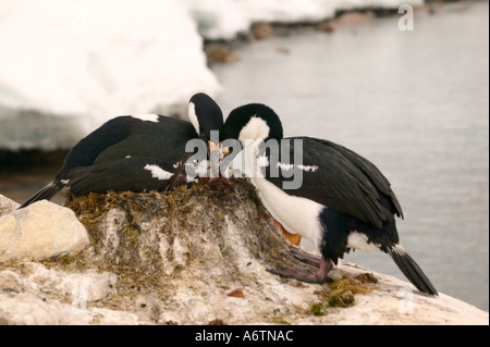 Blue-Eyed Shag nella colonia nidificazione Petermann Island, Antartide Penninsula Foto Stock