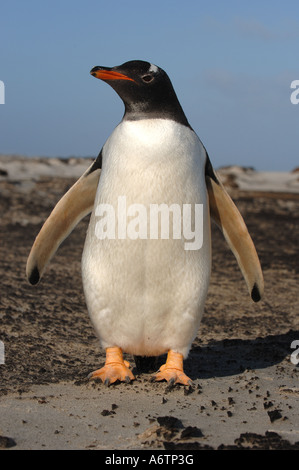 Pinguino Gentoo on Sea Lion Island, Isole Falkland, Sud Atlantico Foto Stock