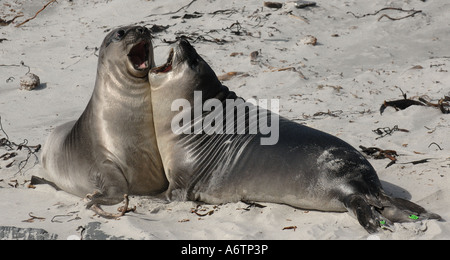 I leoni di mare, giocare a combattere su una spiaggia a Sea Lion Island, Isole Falkland, Sud Atlantico Foto Stock