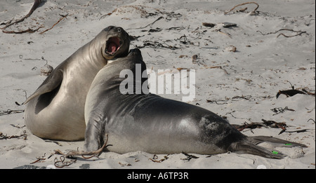 I leoni di mare giocare a combattere su una spiaggia a Sea Lion Island, Isole Falkland, Sud America Foto Stock