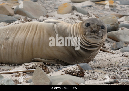 Guarnizione di elefante su una spiaggia sulla guarnizione Lion Island, Isole Falkland, Sud Atlantico Foto Stock