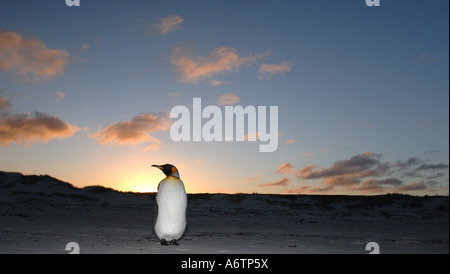 Un isolato pinguino reale al Surf Bay, Isole Falkland, Sud Atlantico Foto Stock