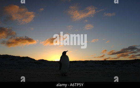 Un isolato pinguino reale al Surf Bay, Isole Falkland, Sud Atlantico Foto Stock