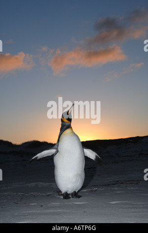 Un isolato pinguino reale al Surf Bay, Isole Falkland, Sud Atlantico Foto Stock