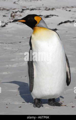 Un isolato pinguino reale al Surf Bay, Isole Falkland, Sud Atlantico Foto Stock