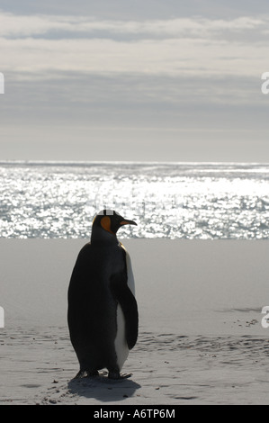 Un isolato pinguino reale al Surf Bay, Isole Falkland, Sud Atlantico Foto Stock