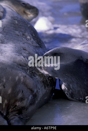 L'Antartide, Ross Island, McMurdo Sound, Infermieristica weddell pelliccia sigillo pup (Leptonychotes weddelii) Foto Stock