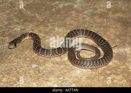 Nastrare Racer. Argyrogena fasciolata Non velenose non comune. I capretti. Località: distretto di Pune, Maharashtra, India Foto Stock