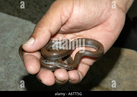 Indiano serpente liscio coronella brachyura capretti. non velenose. rare località: distretto di Pune, Maharashtra, India Foto Stock