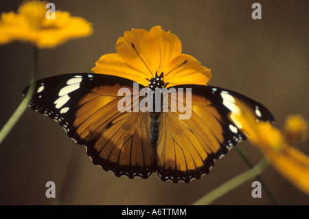 DANAID EGGFLY Hypolimnas femmina misippus Close up succhiare il nettare da un fiore giallo. Nymphalidae : Spazzola Footed farfalle Foto Stock