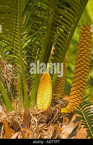 Giardino botanico di palm treeThomas Edison home inverno estate Fort Myers Florida Foto Stock