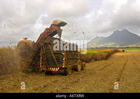 Taglio meccanizzato fo la canna da zucchero, Mauritius Foto Stock