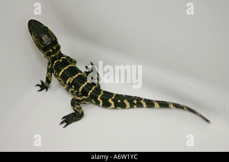 Baby alligator Mississippians denti dente superficie nuoto Anhinga trail Everglades acqua fauna attrazione di intrattenimento Foto Stock