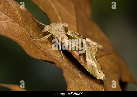 Sfumature di angolo Phlogophora meticulosa a riposo sulla vecchia foglia marrone Potton Bedfordshire Foto Stock