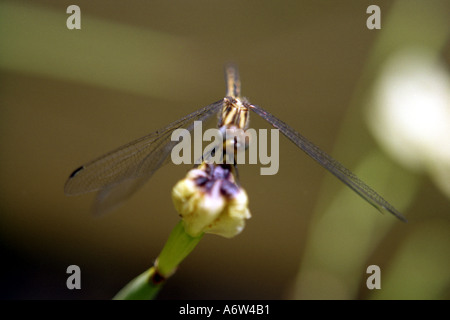 Dragonfly seduto su un giallo iris selvatici Foto Stock