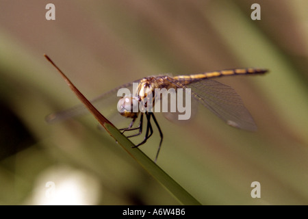 Dragonfly seduto su una foglia di un giallo iris selvatici Foto Stock