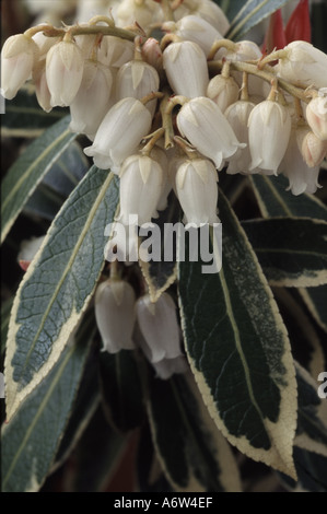 Sarcococca "Flaming Silver". Modulo Gas Anestetici Foto Stock