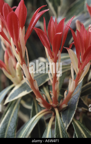 Sarcococca "Flaming Silver". Modulo Gas Anestetici Foto Stock