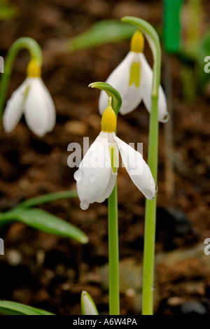 GALANTHUS PLICATUS 'WENDY'S GOLD' (SNOWDROP) PRESSO IL GARDEN HOUSE, Devon, Inghilterra Foto Stock