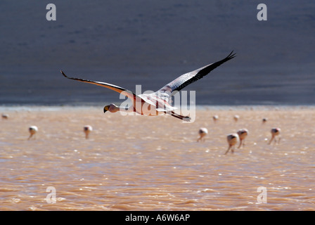 Fenicottero andino (Phoenicopterus andinus) battenti, Laguna Colorada, Uyuni Highlands, Bolivia Foto Stock