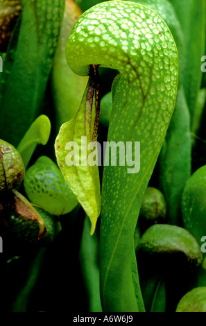 DARLINGTONIA CALIFORNICA (COBRA Giglio Fiore COBRA, californiana pianta brocca) Foto Stock