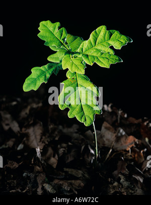 Oak Tree piantina Foto Stock