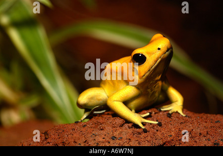 Golden poison dart frog Foto Stock