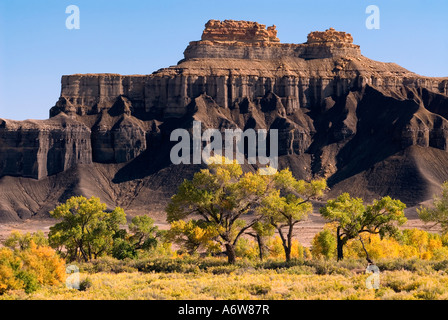 Fremont Cottonwoods (populus fremontii) sotto South Cainville Mesa, Utah, Stati Uniti d'America Foto Stock