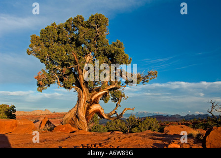 Vecchio nodose weathered Utah-Juniper (juniperus osteosperma), Capitol Reef National Park nello Utah, Stati Uniti d'America Foto Stock