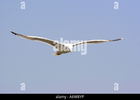 Volo di gabbiano comune (Larus canus) Foto Stock