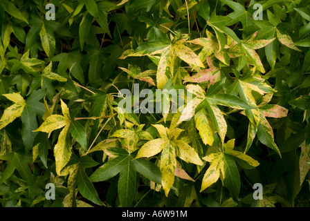 Liquidambar styraciflua 'Variegata Overeynder' aka "Aurea' (Sweetgum Tree, variegato Sweetgum) giallo-verde fogliame esce Foto Stock