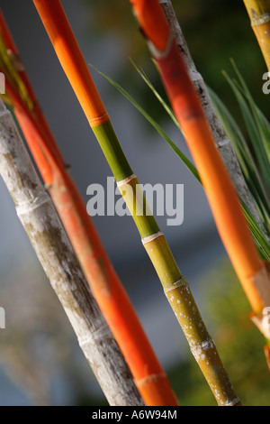 Rosso ceralacca palm (Crytostachys lakka), Tanjung messa National Park, Central-Kalimantan, Borneo, Indonesia Foto Stock