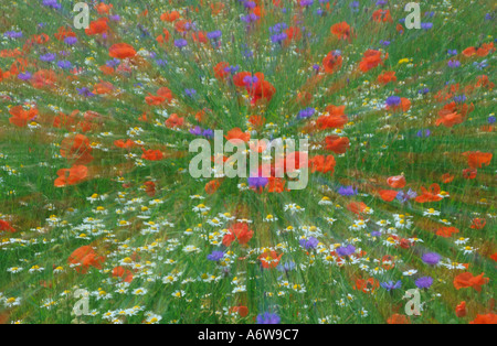 Il papavero e fiori di prato colpo di Zoom Foto Stock