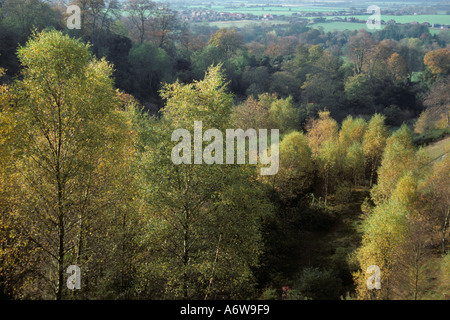 Argento Betulla Betula pendula Happy Valley Chilterns Bucks Foto Stock