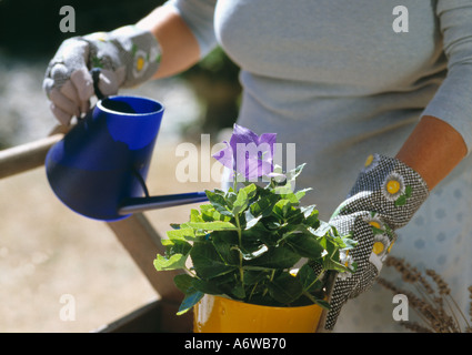 Close up della donna giardinaggio Foto Stock
