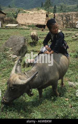 Nero Ragazza Hmong su un bufalo d'acqua, SAPA, Vietnam Foto Stock