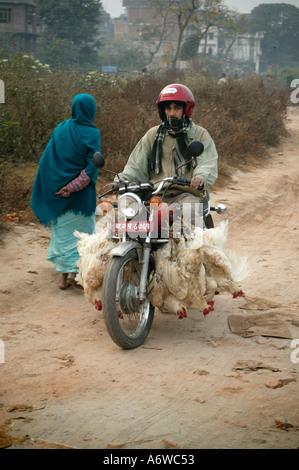 Il commercio in strada con i polli vivi a Kathmandu in Nepal Foto Stock