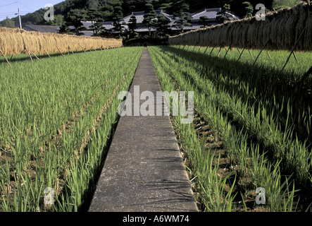 Asia, Giappone, Kyushu, Nagasaki, Ken, nuova caduta del raccolto di riso Foto Stock