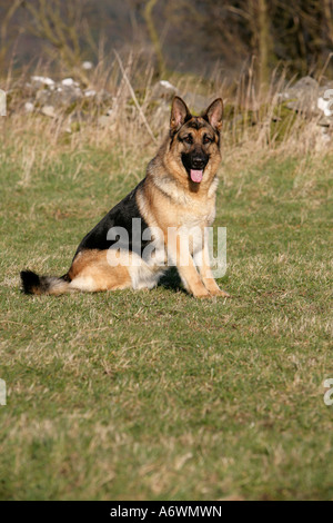 Dog sitter nel campo guardando,GermanShepherd seduta nel campo . Foto Stock