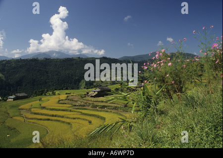 Asia, Nepal, Annapurna regione. Campi terrazzati di orzo e grano vicino a Pokhara. Foto Stock