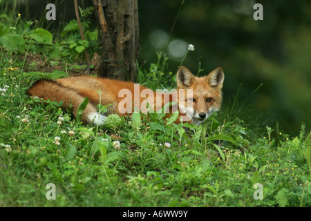 Red Fox giacente in erba Foto Stock