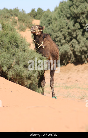 Cammello nel deserto, Erg Chebbi, Marocco, Africa del Nord Foto Stock