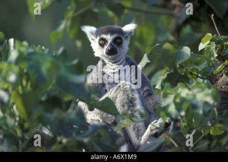 Anello-tailed Lemur in Honolulu Zoo Foto Stock