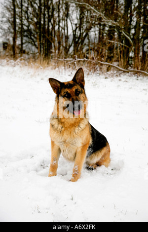 Dog sitter nella neve. Foto Stock