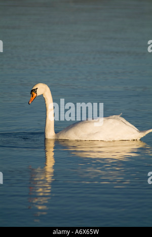 dh Mute SWAN SWAN UK Cygnus lato color sul bordo di scivolamento attraverso acqua dolce lago superficie uccello bianco galleggiante selvaggio uccello Foto Stock