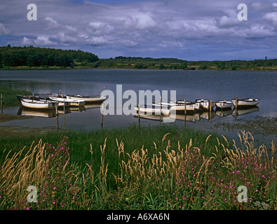 Llangefni Isola di Anglesey North Wales UK Agosto bianco numerati barche a remi ormeggiate sul serbatoio Cefni una Riserva Naturale Foto Stock